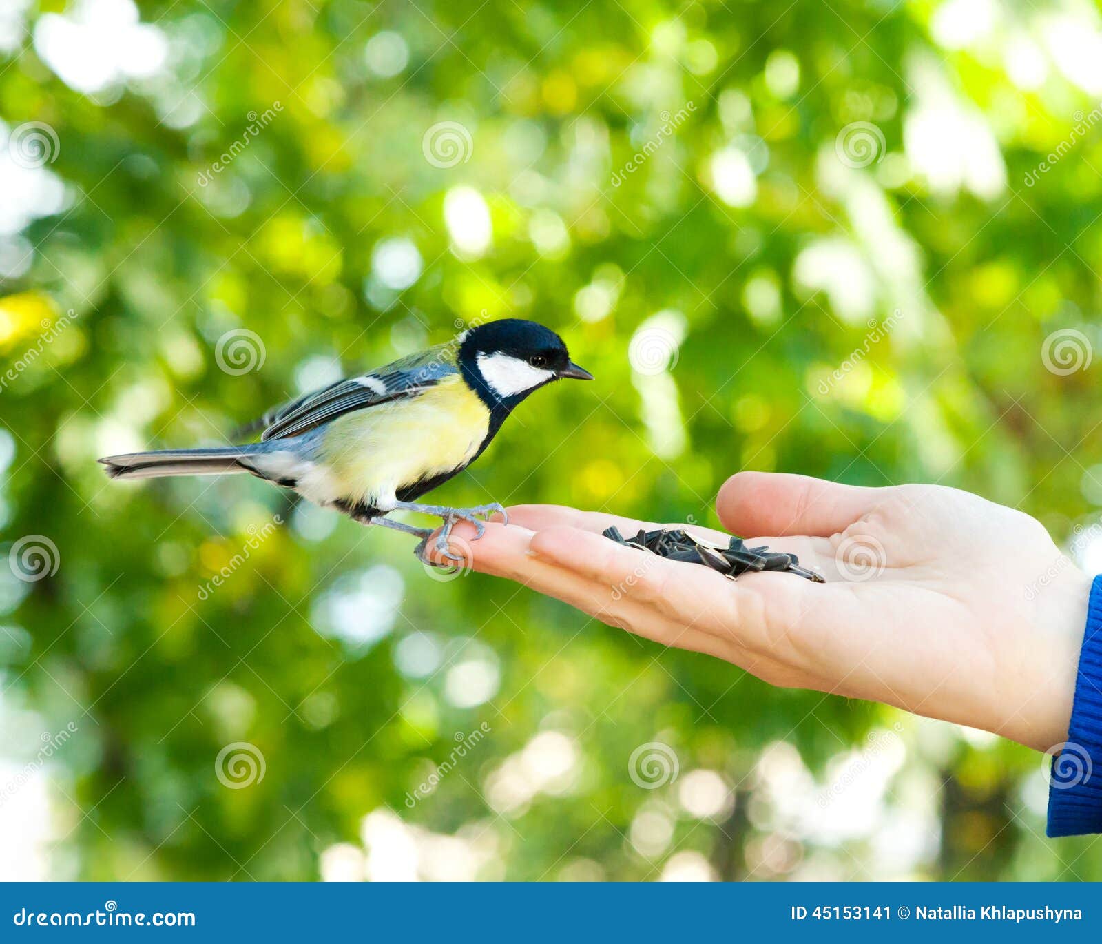 Bird Takes a Seed from the Human Hand Stock Image Image of focus