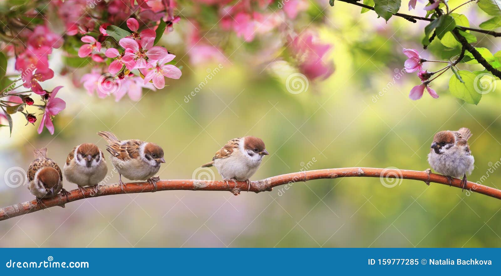 Pretty Victorian Era Vintage Birds on an Apple Tree Blossom Branch