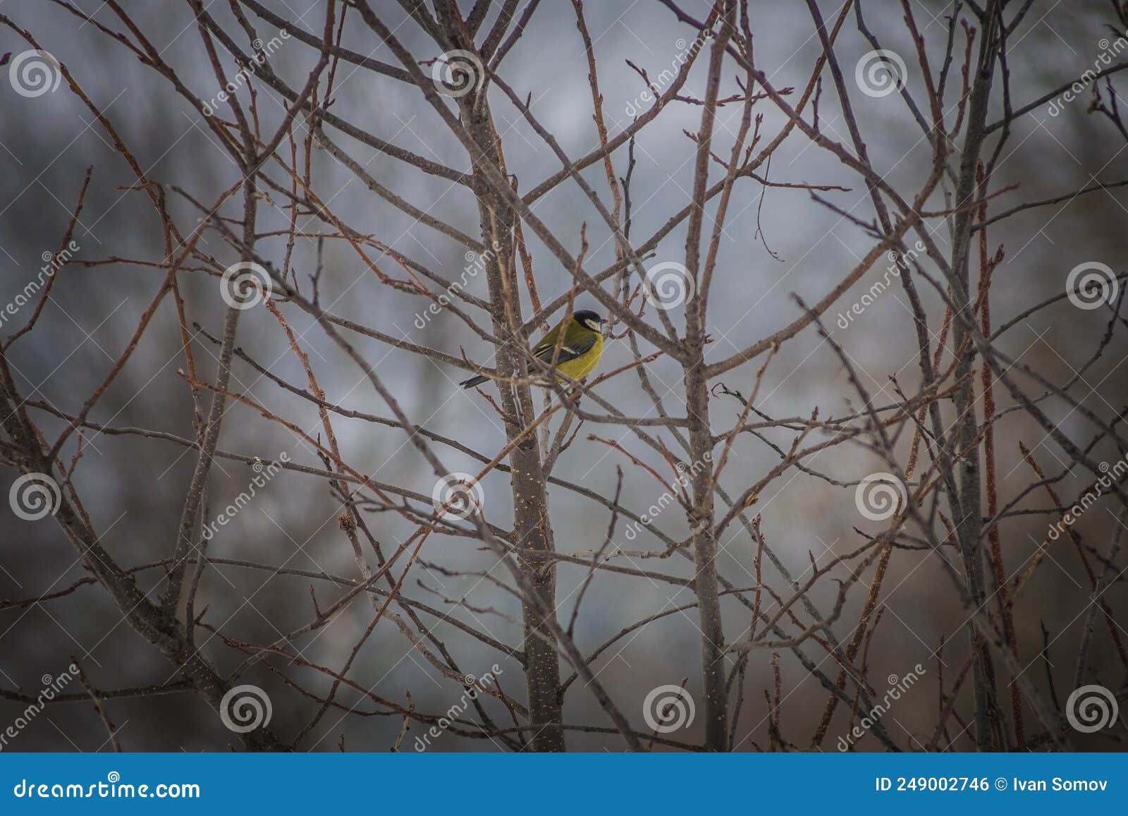 Bird Tit Pecks Suspended Fat Stock Photo Image of feed, feather