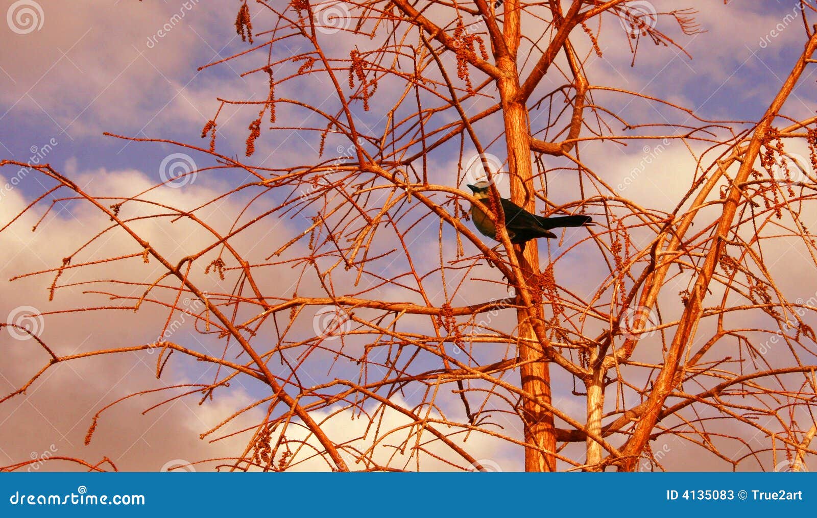Bird in tree stock image. Image of perched, bird, serene 4135083