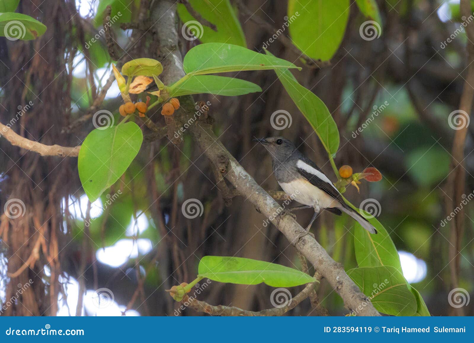 bird on the tree branch