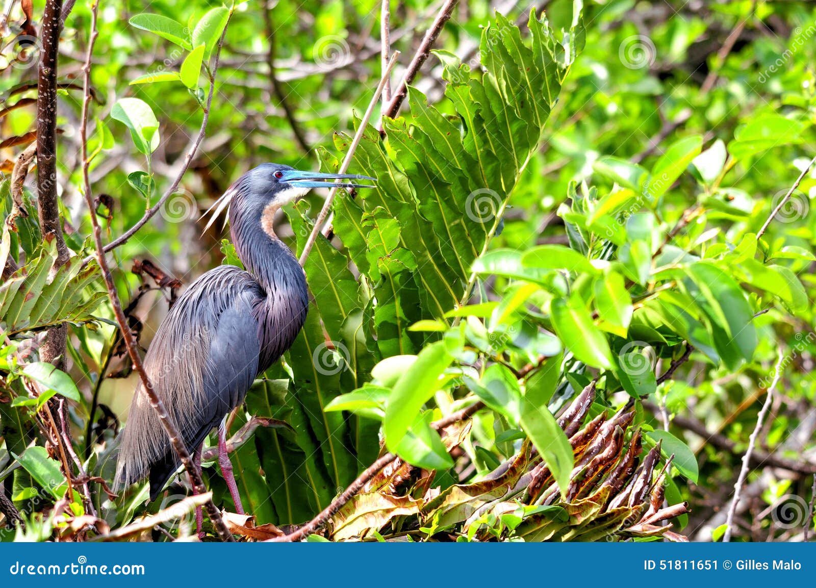 Bird, Tricolored, Louisiana heron in breeding plumage. Louisiana Heron, also called Tricolored Heron in Wakodahatchee Wetlands in Delray Beach, South Florida.