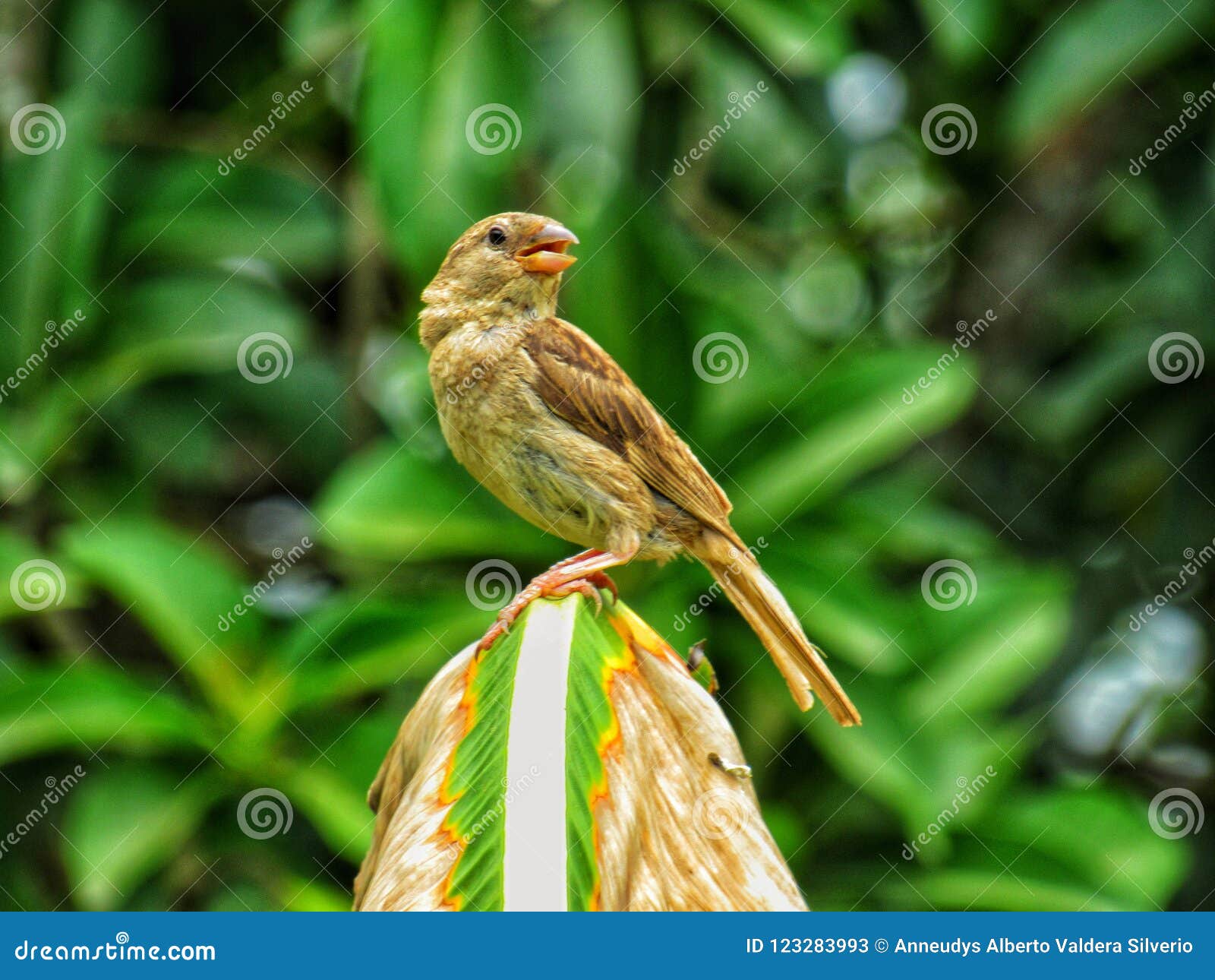 bird tropical