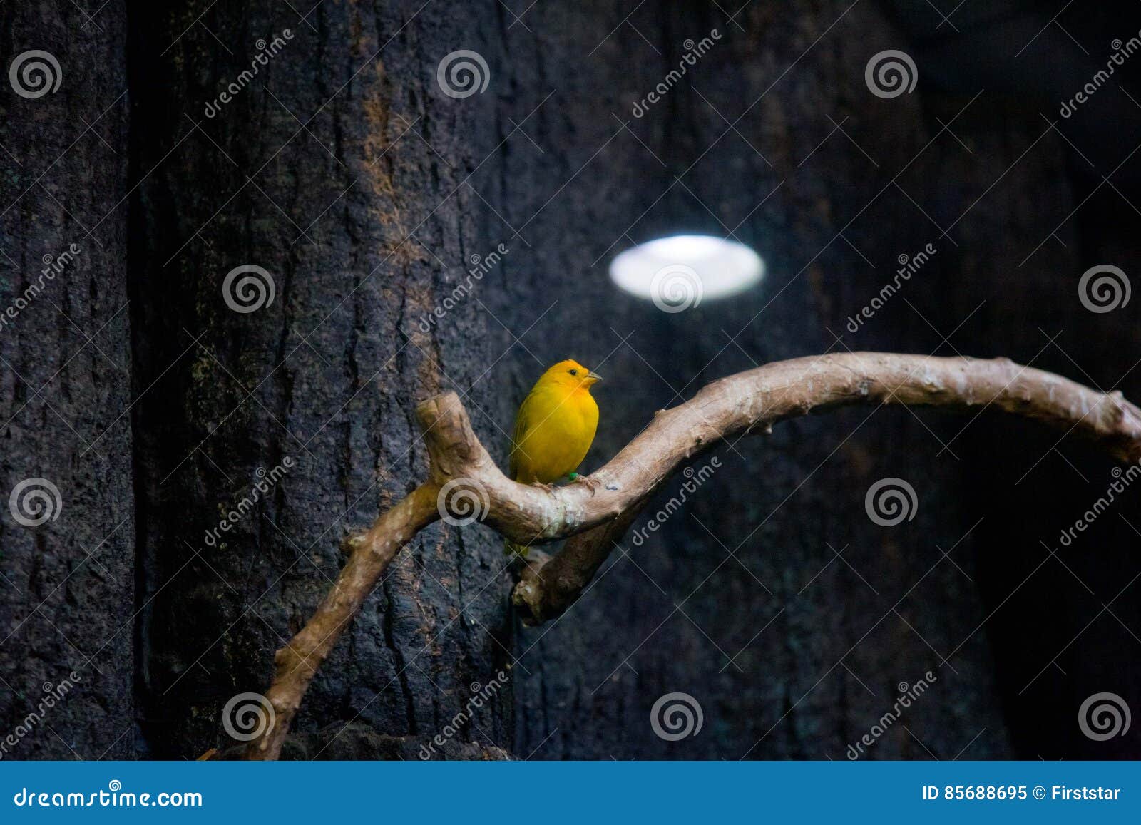 bird tropics. ueno zoo tokyo japan