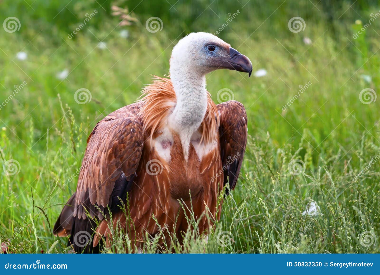 Bird vulture. stock photo. Image of predator, carrion - 50832350