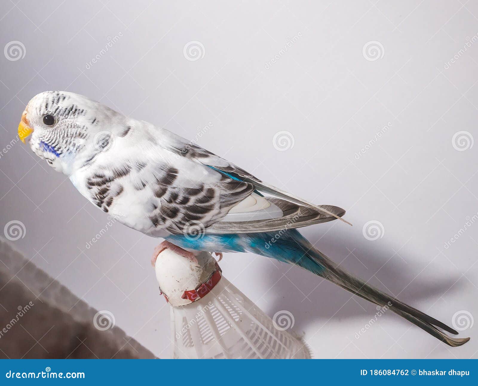 Bird Wallpaper , Blue and White Budgie Parrot on a Shuttle in White  Background. Stock Photo - Image of bird, wing: 186084762