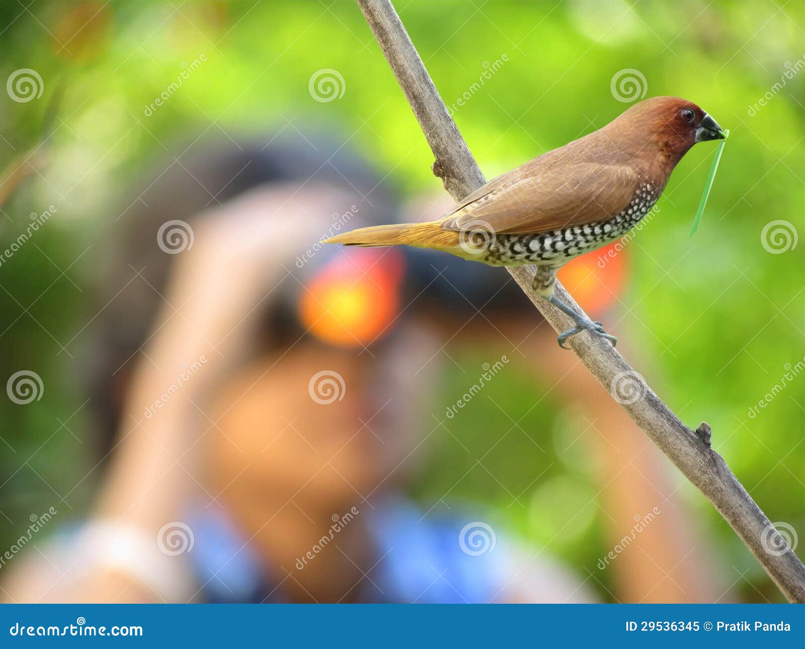 bird watching