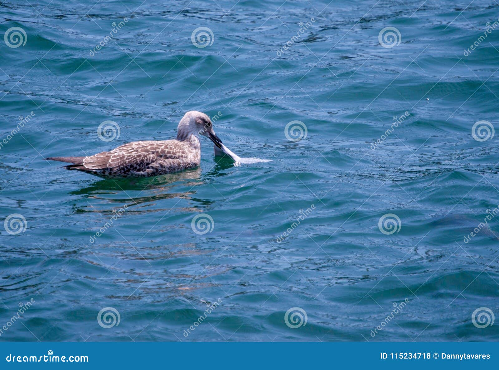 bird on the water eating a plastic bag