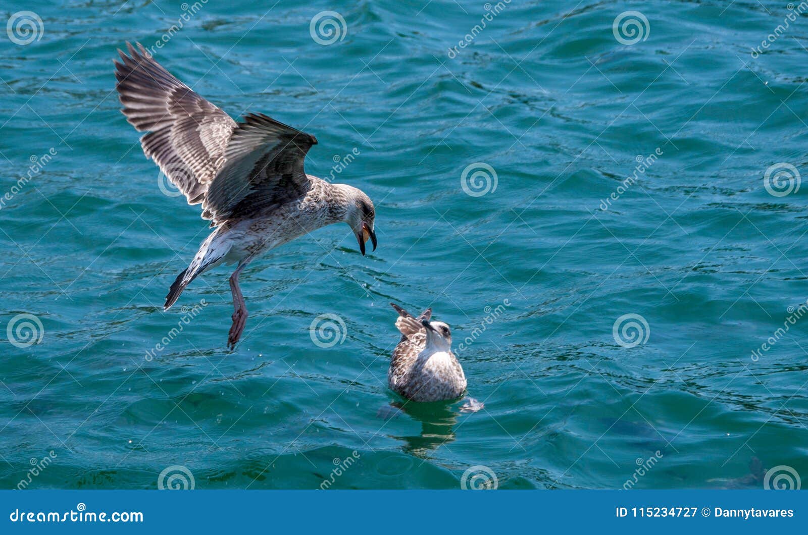 bird on the water feeding another bird