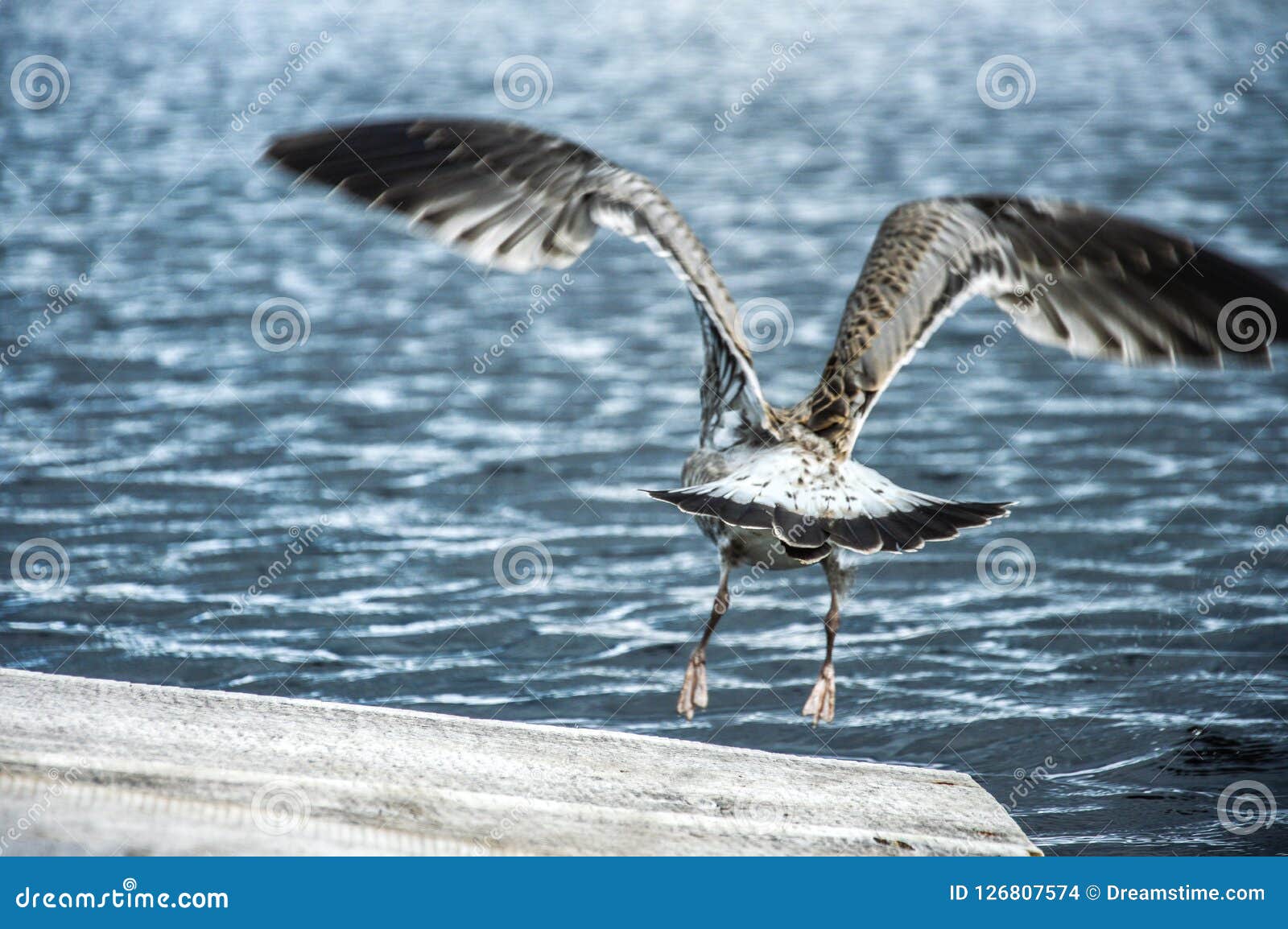 the bird and the water