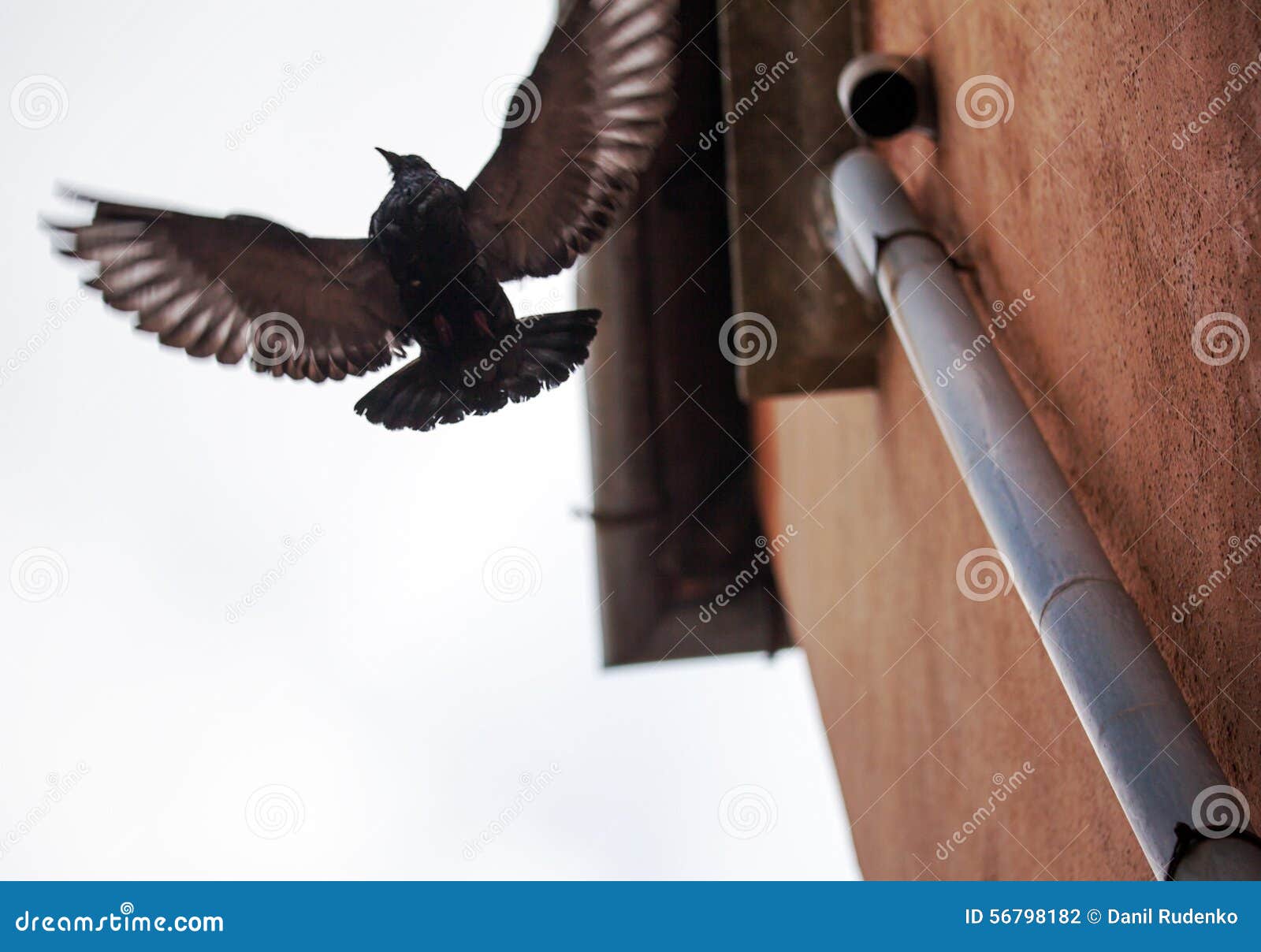 Bird With Wide Wing Spread Flying Near The Stock Photo ...