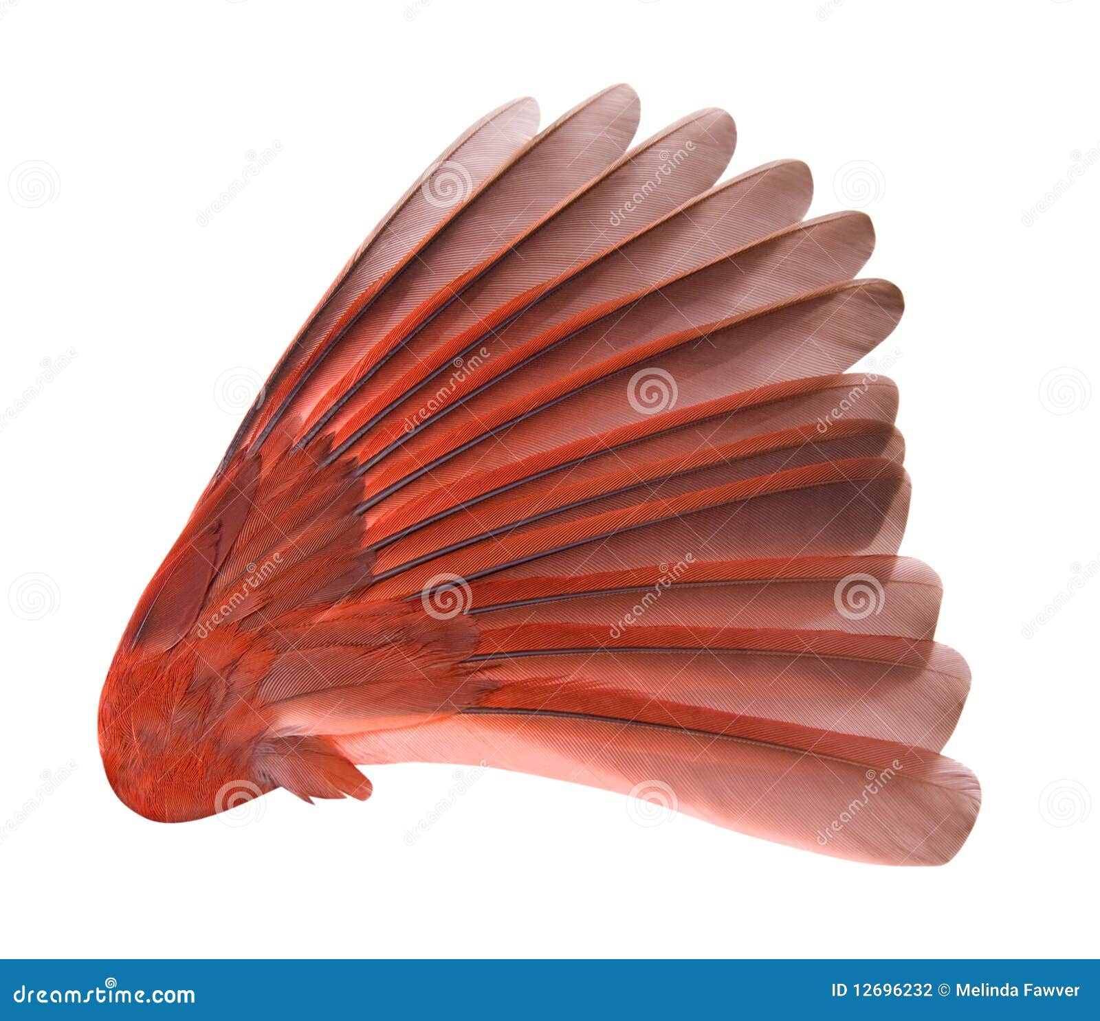 bird wing with clipping path