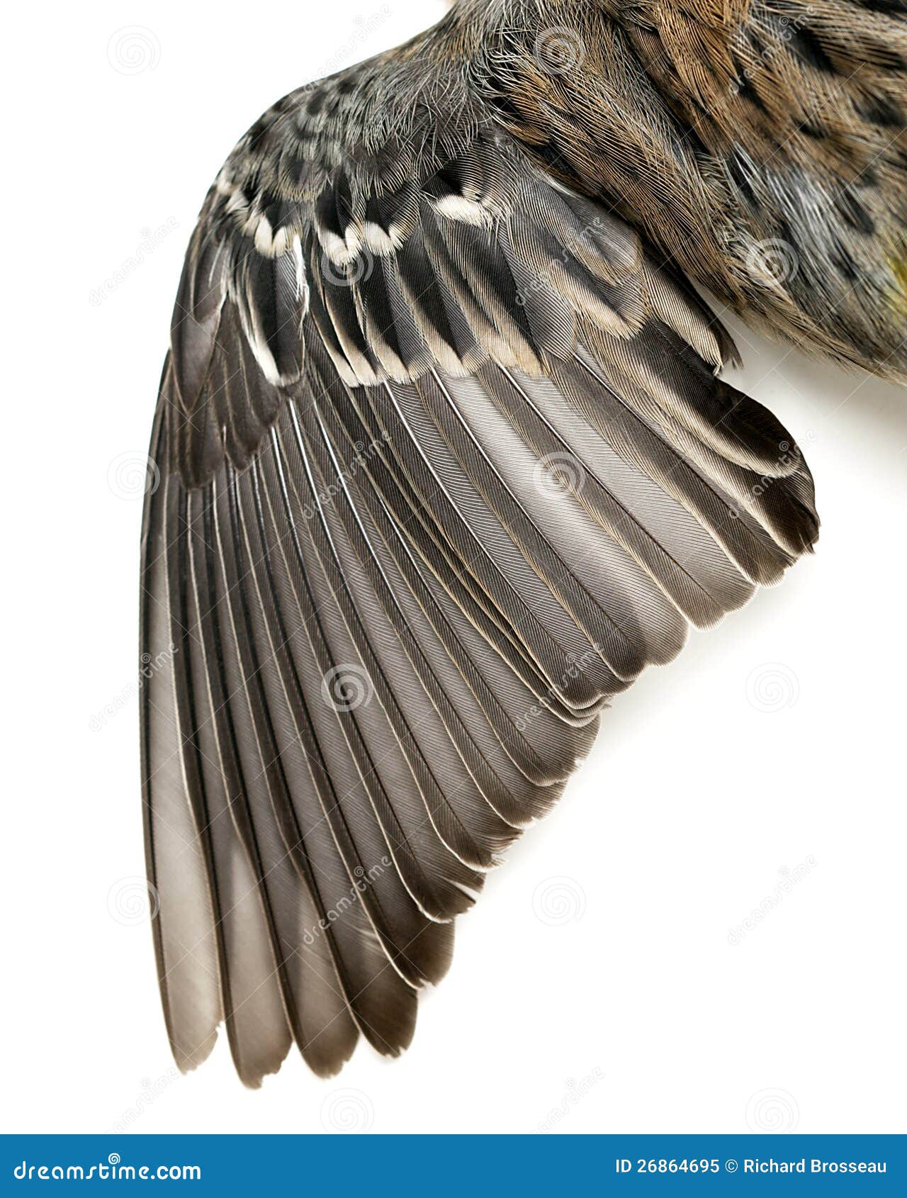 bird wing feathers