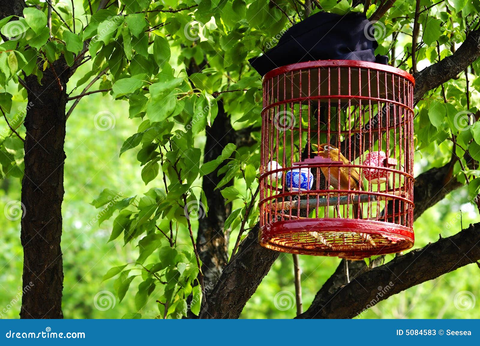 Birdcage stock image. Image of bird, lonely, birdcage 5084583
