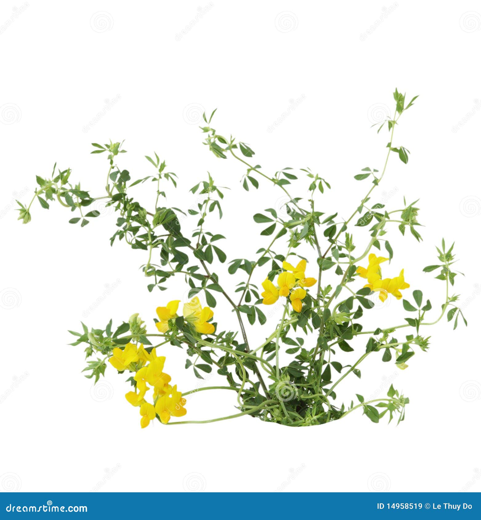 birdfoot trefoil