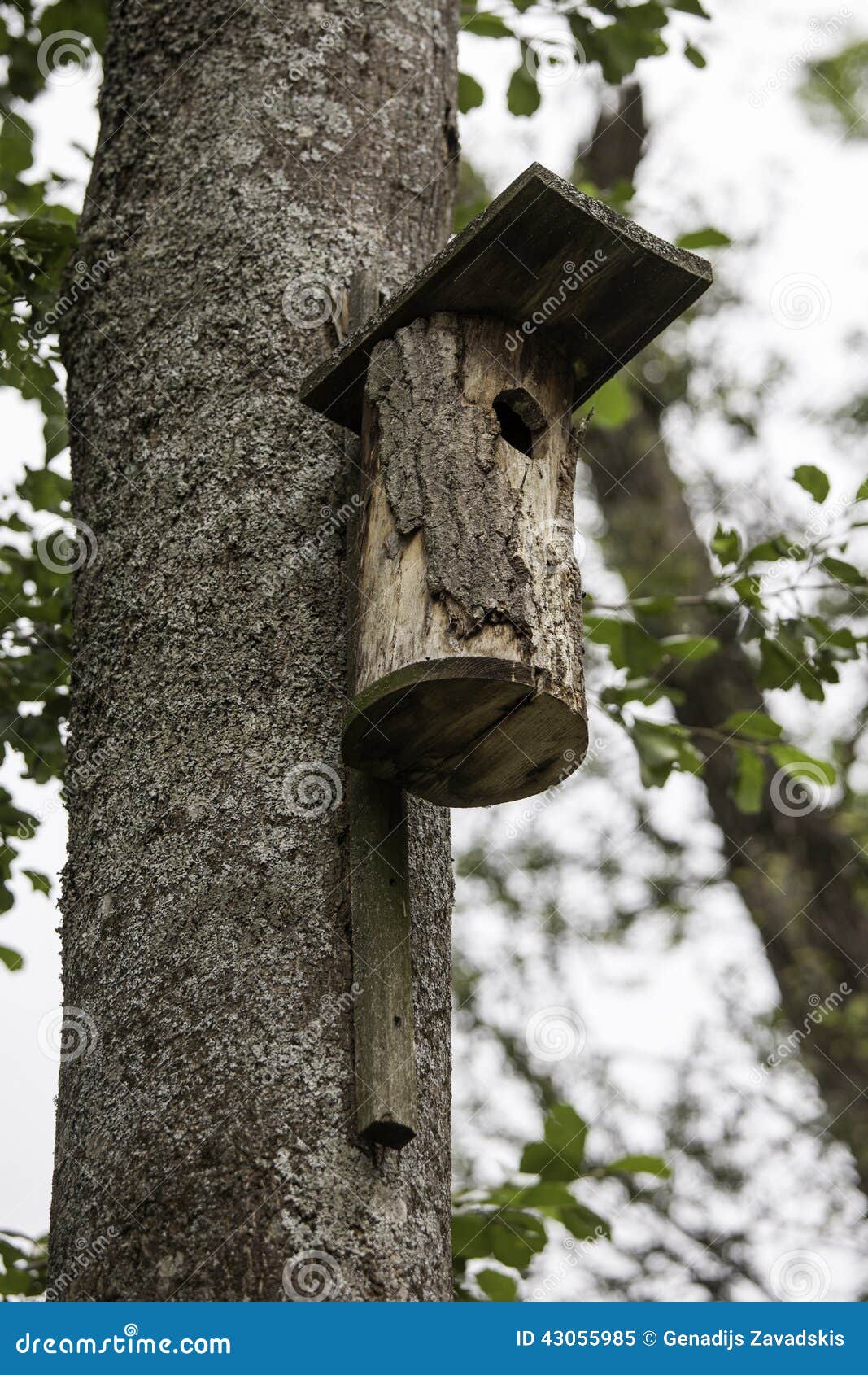 Birdhouse. Aviário natural na árvore