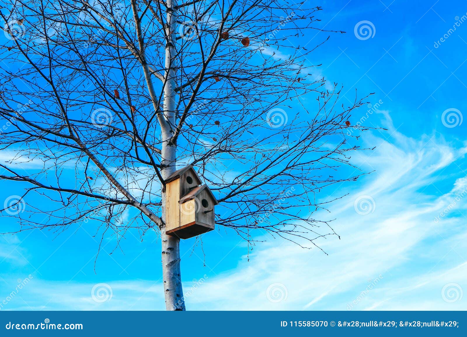 birdhouse on birch tree, blue sky background. nesting box on a t