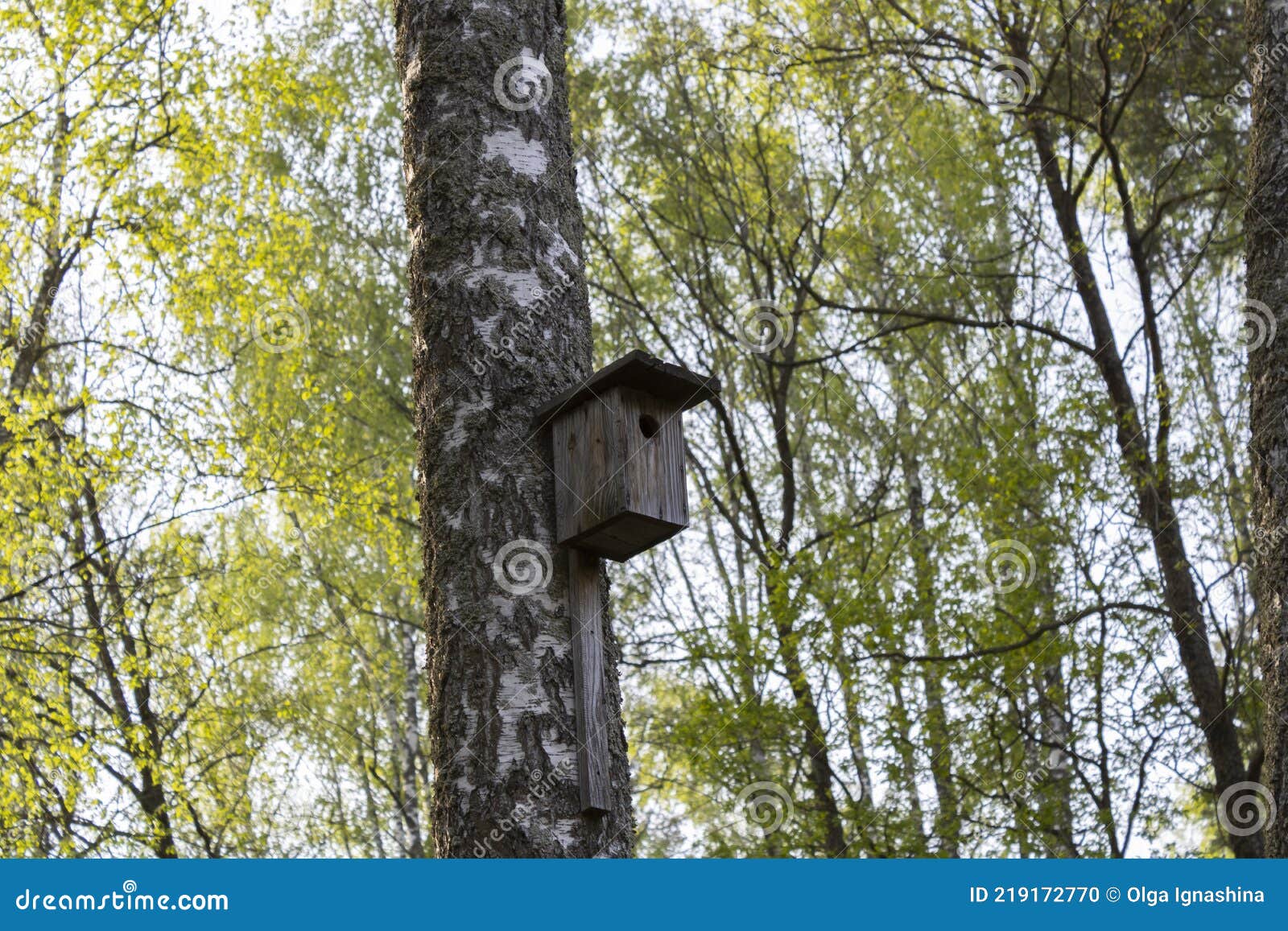 Birdhouse on a Birch Tree on a Clear Bright Day Stock Photo Image of