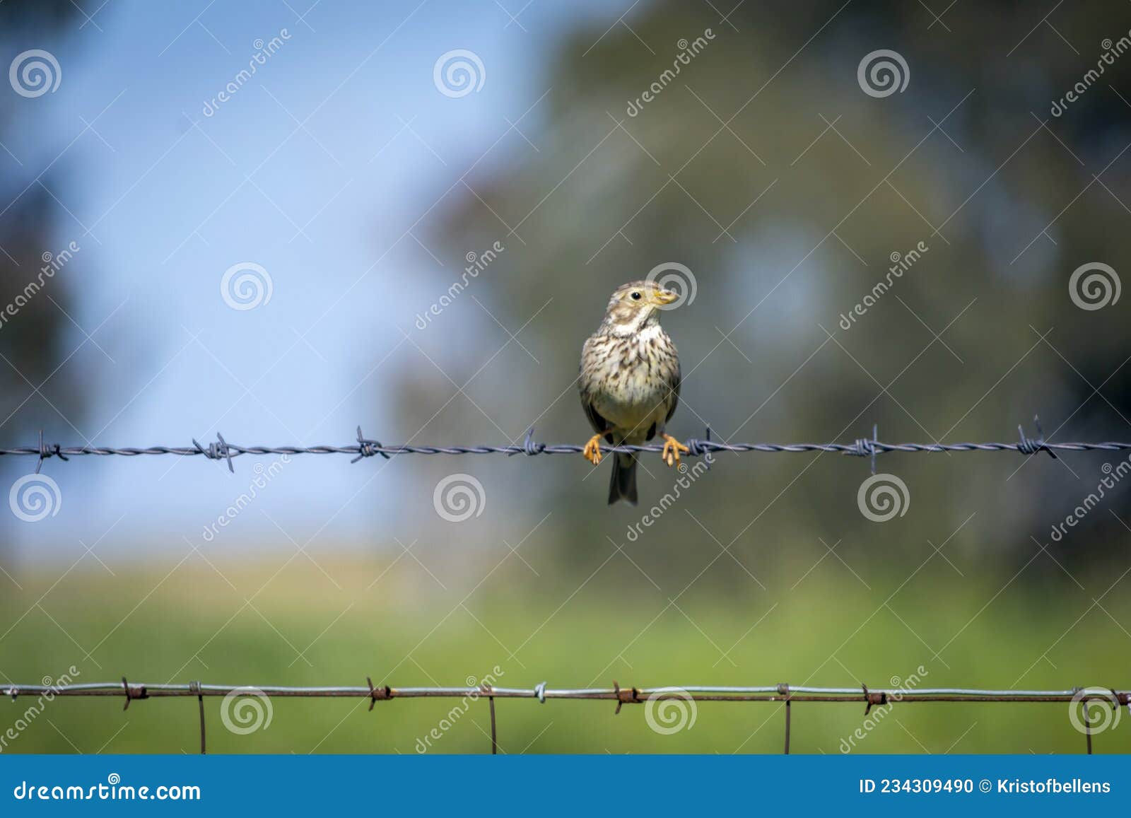 birding in zona de interes regional llanos de caceres y sierra de fuentes caceres, extremadura in spain