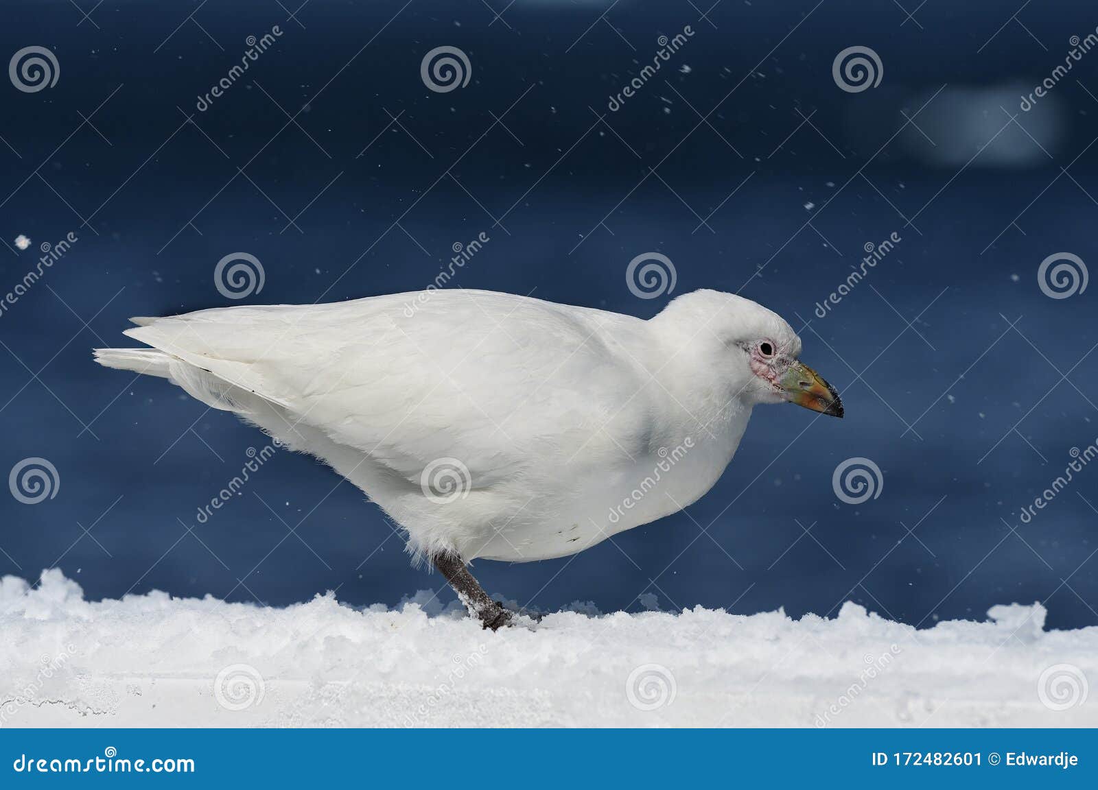 Birds of Antarctica stock image. Image of overseas, wildlife - 172482601 Birds of Antarctica stock image. Image of overseas, wildlife - 172482601