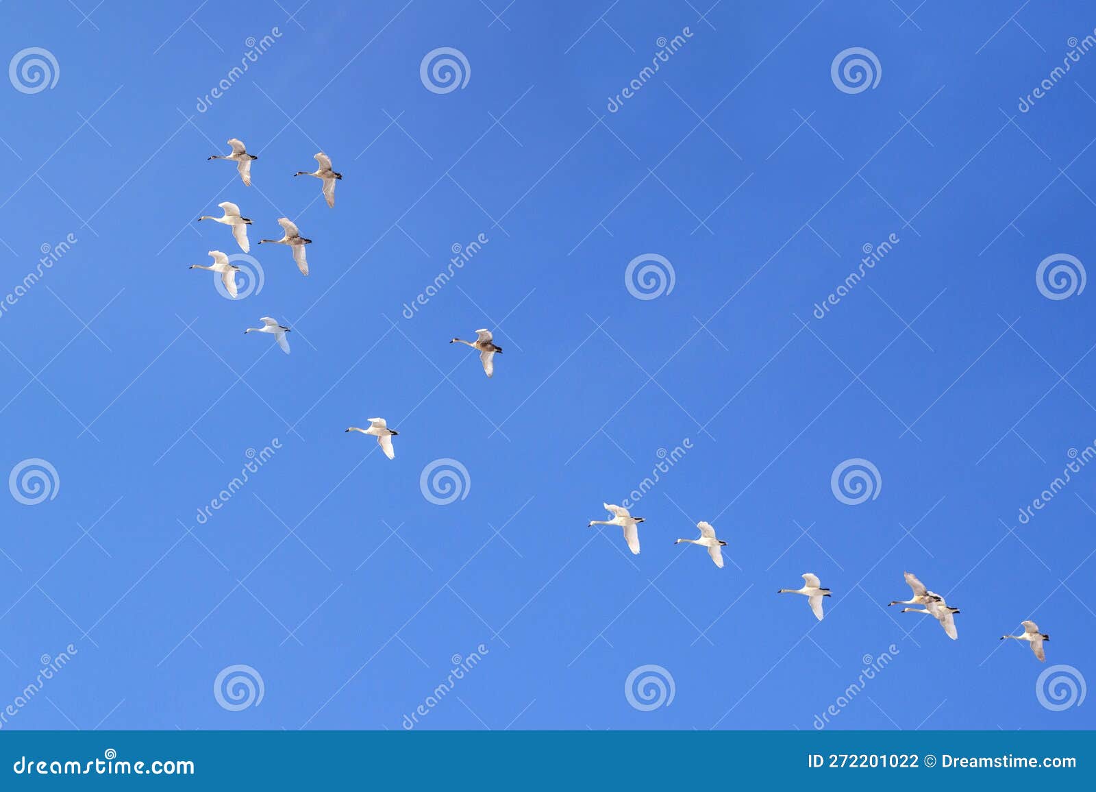 Birds on the Background of the Blue Sky Storks Stock Photo Image of