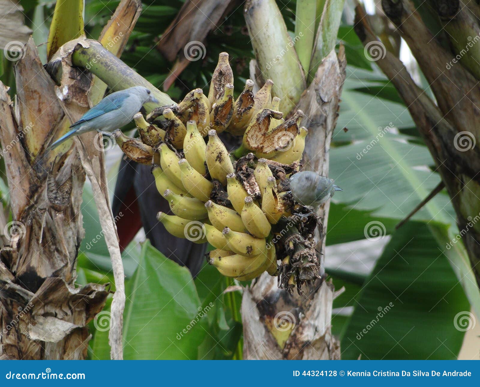 Birds and bananas stock photo. Image of eating, food 44324128
