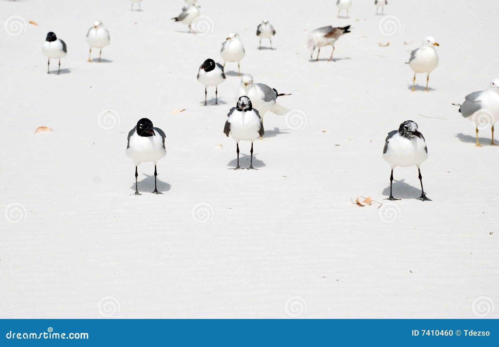 Birds On Beach Stock Photo Image Of Sandy Wings Actin 7410460