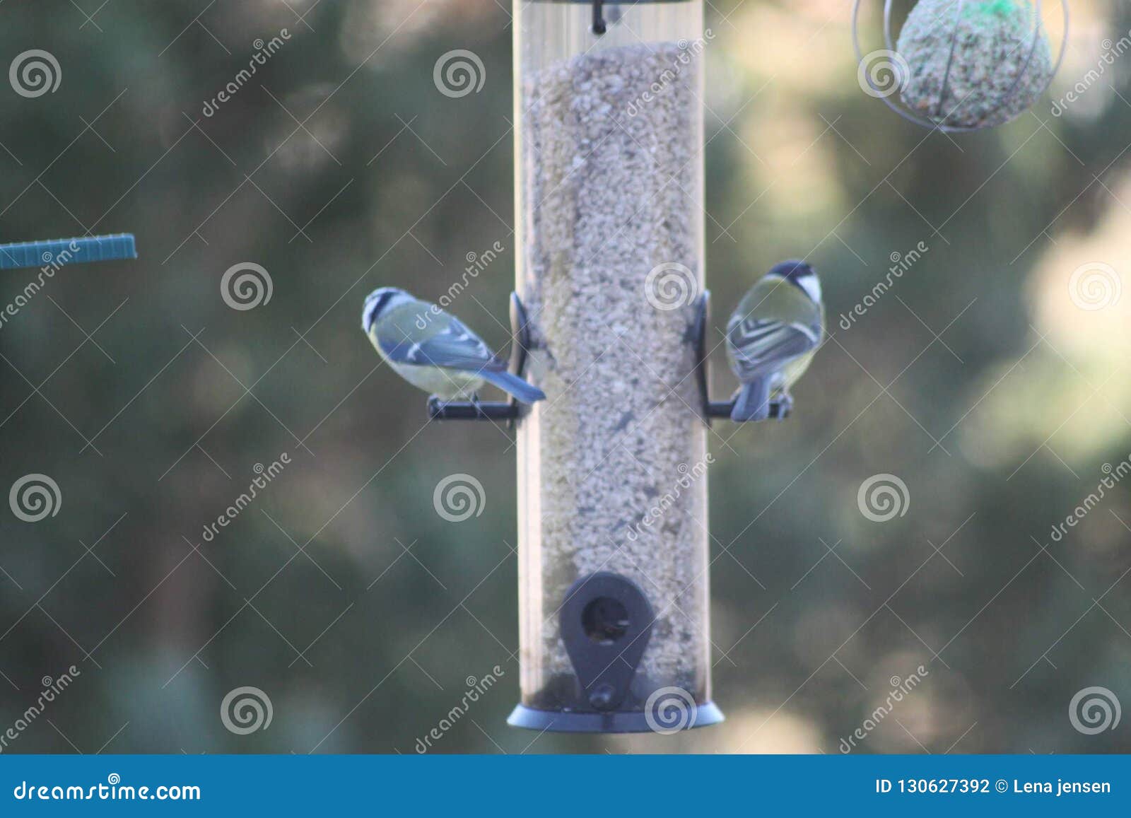 Birds stock photo. Image of eating, birds, double, food 130627392
