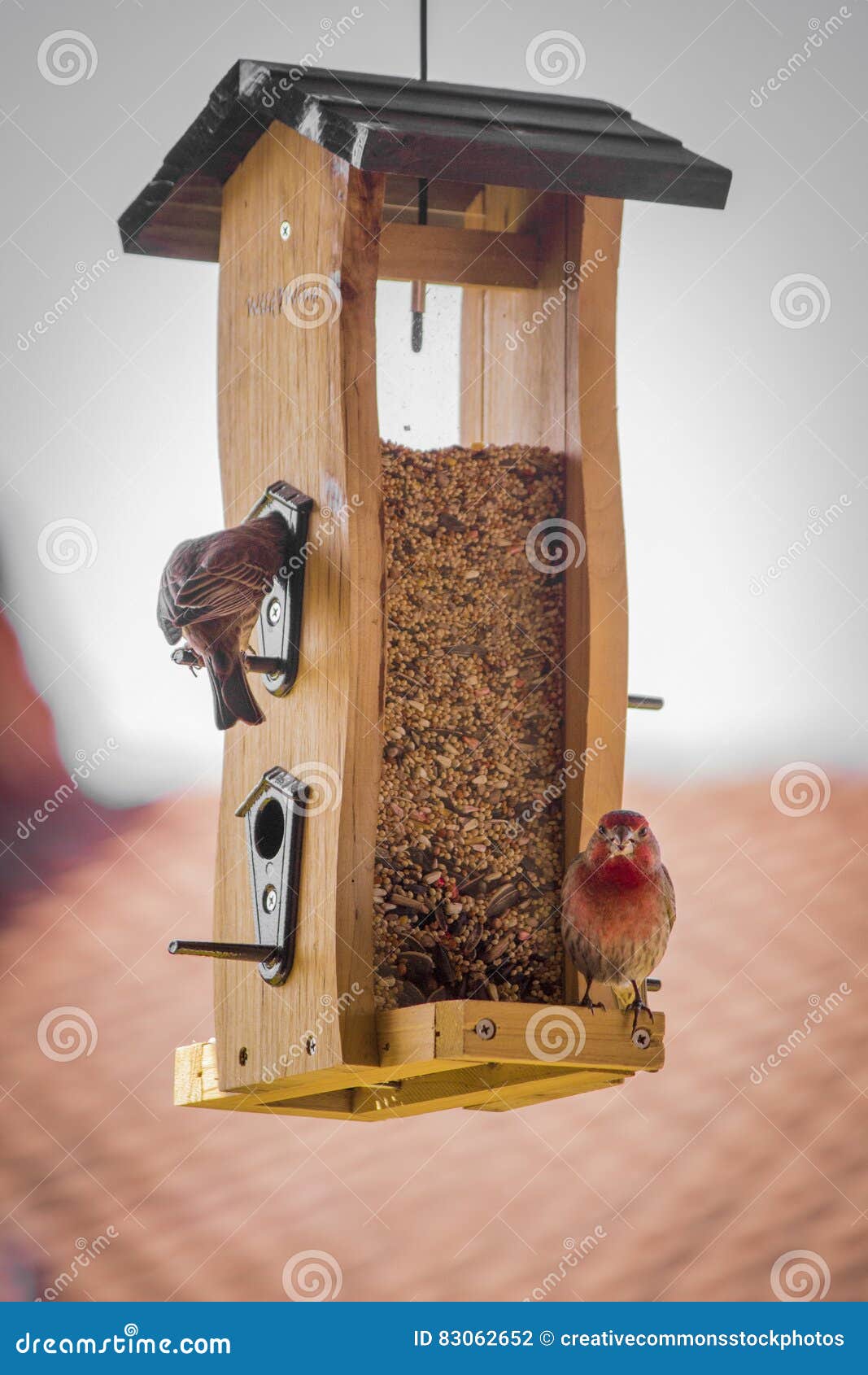 Birds On Brown Wooden Feeds Dispenser Picture. Image 83062652