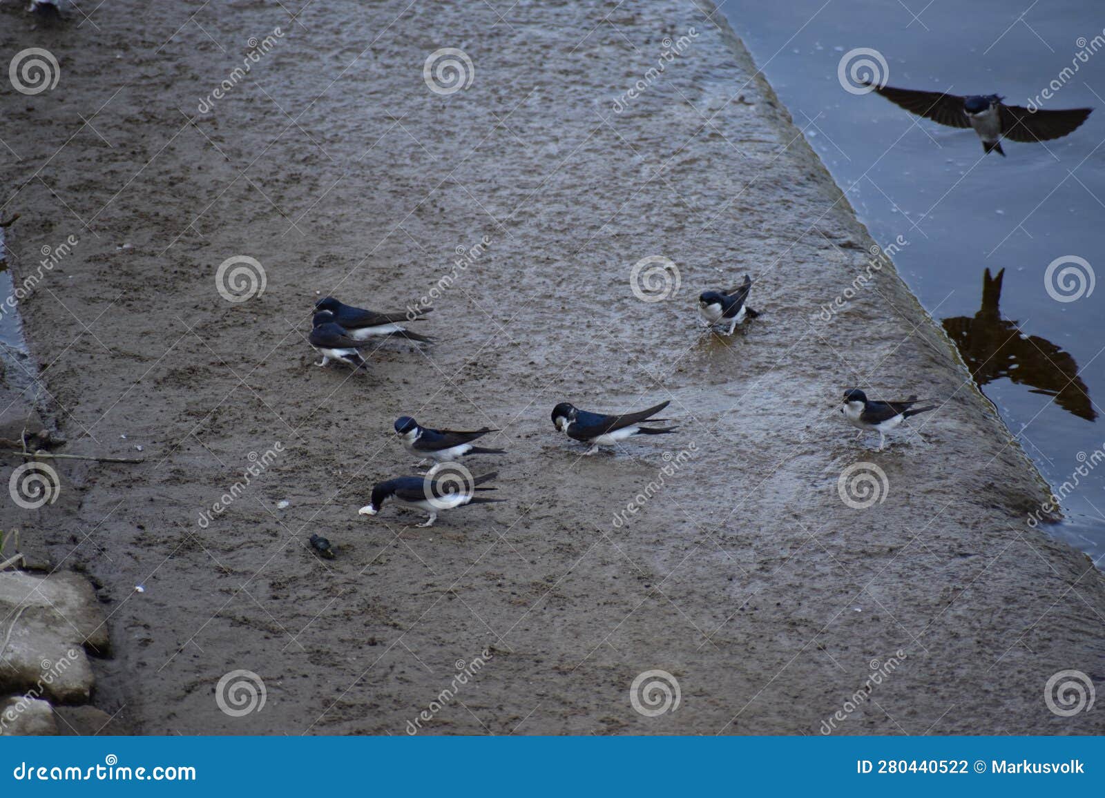 swallows collecting mud for the nests, one landing