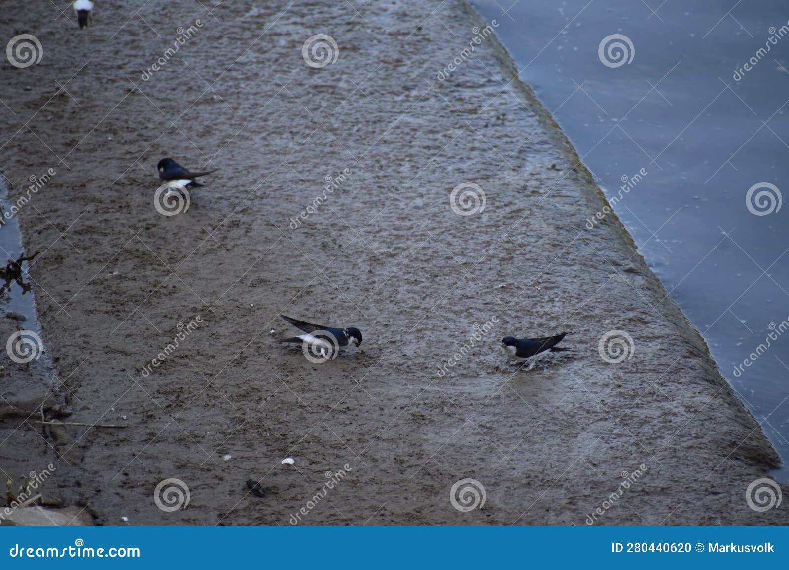 three swallows collecting mud for the nests