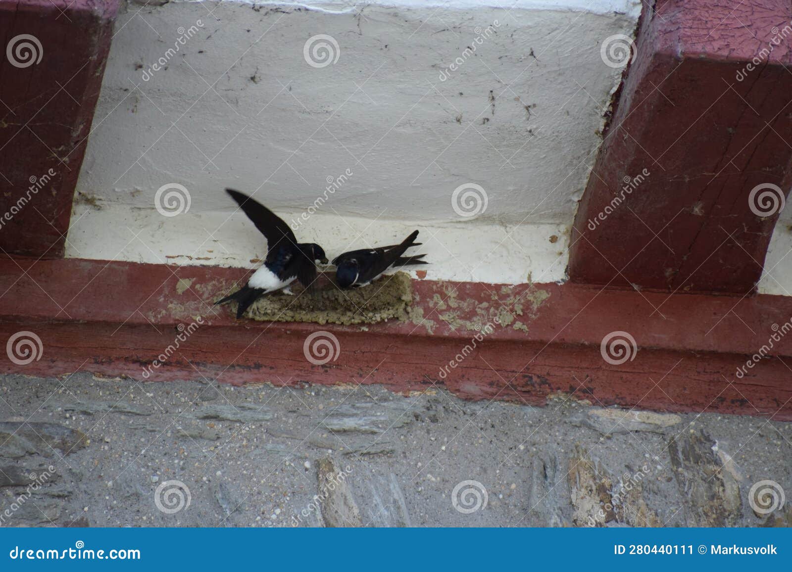 two saw-wings while building a nest at red wood