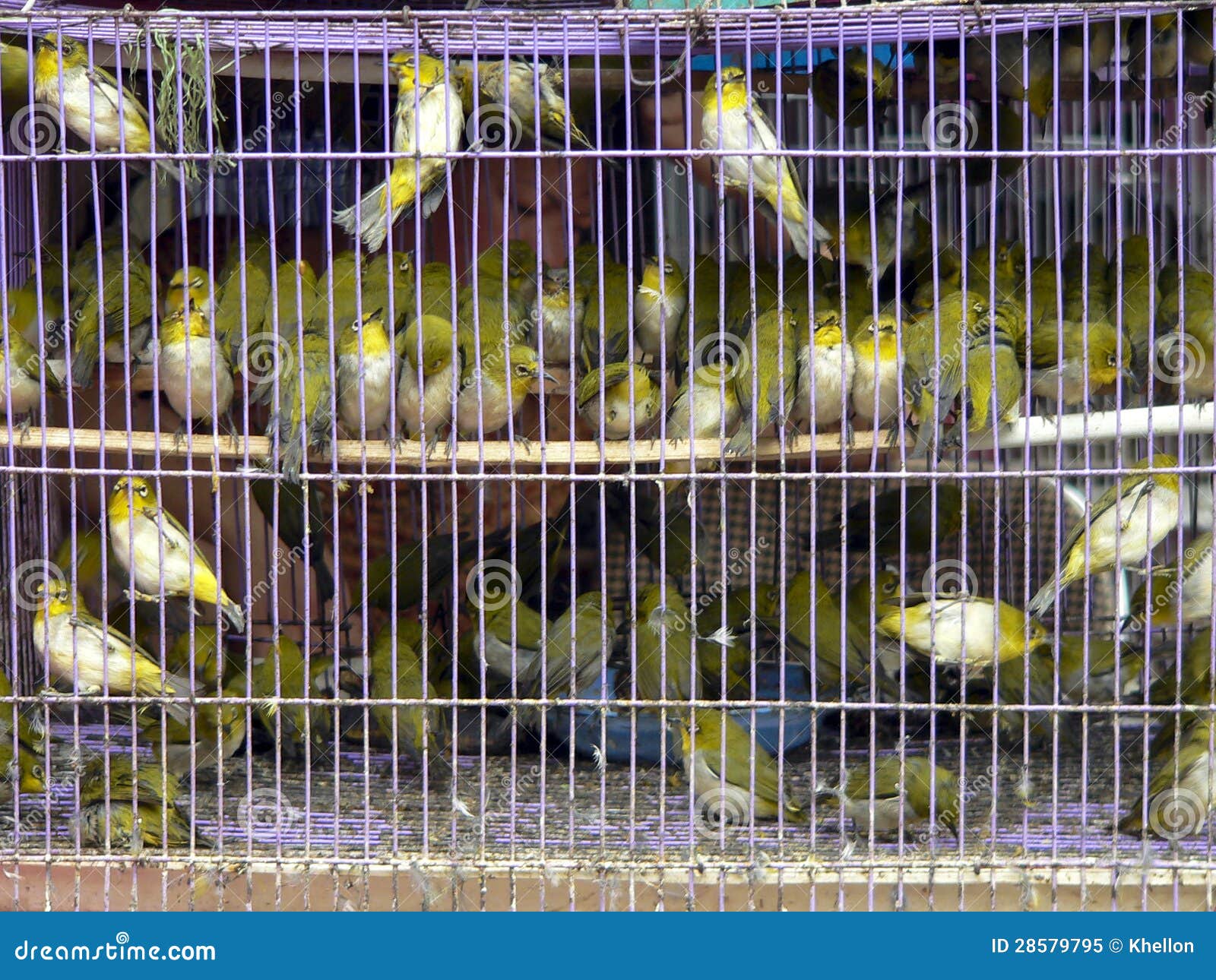 birds in a cage