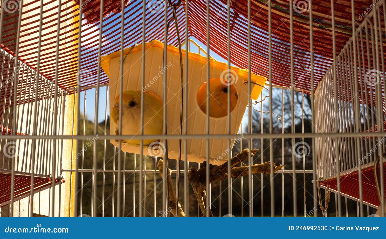 birds in a cage