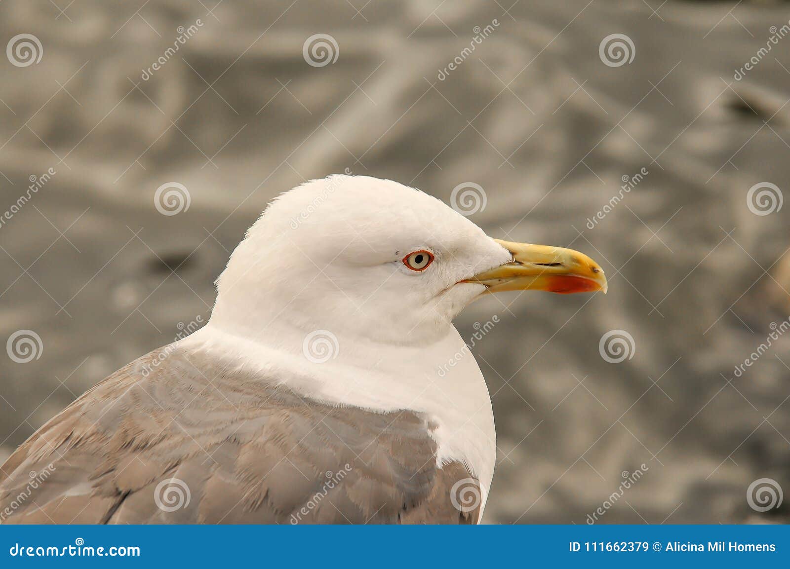 seagull in a relaxing moment