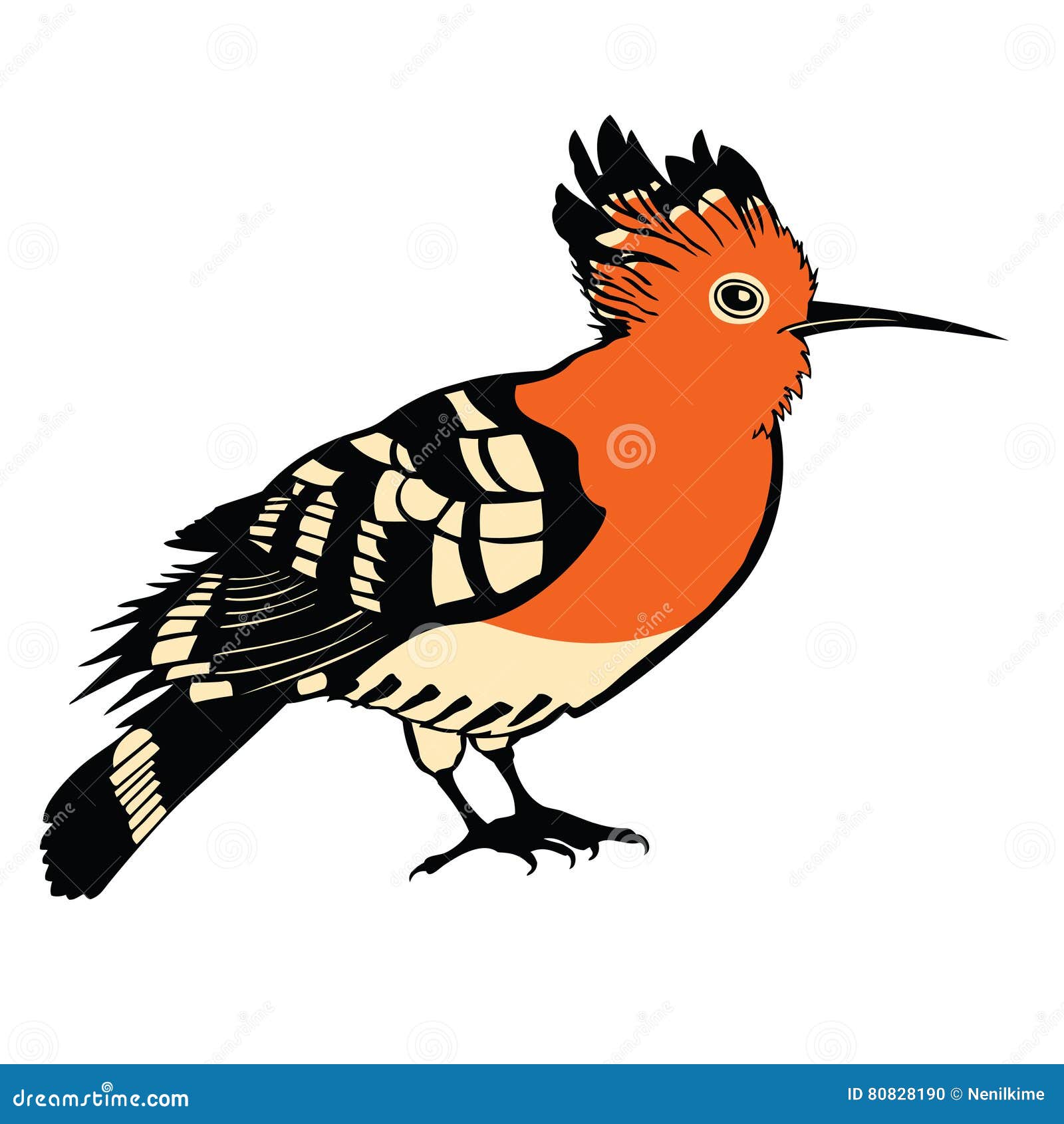Birds Collection Hoopoe Color Vector Stock Vector Illustration of