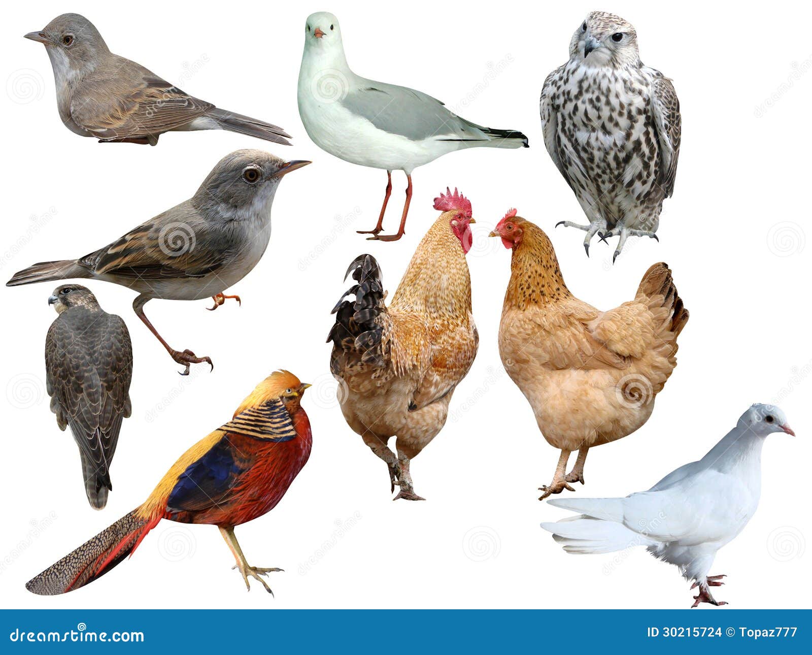 Birds a collection stock photo. Image of looks, figures 30215724