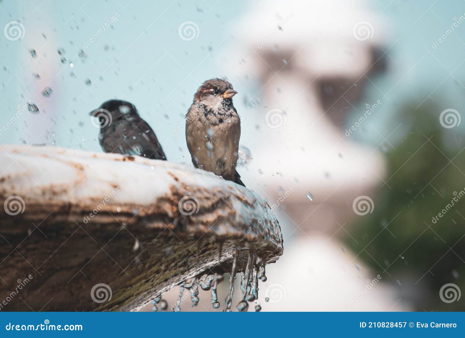 Birds Cooling Off in a Fountain in a City Stock Image Image of