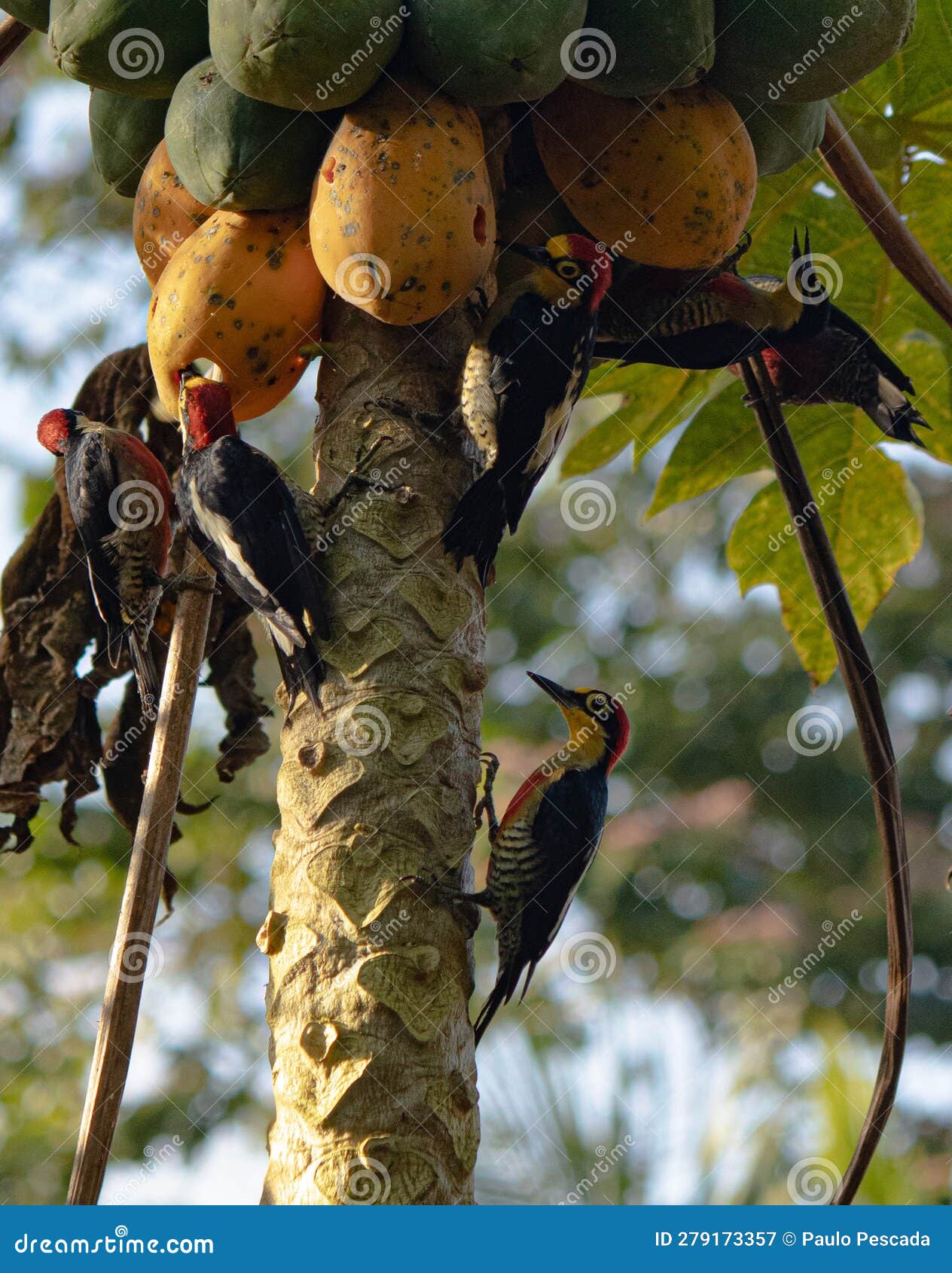 Birds crew eating papaya stock image. Image of background 279173357