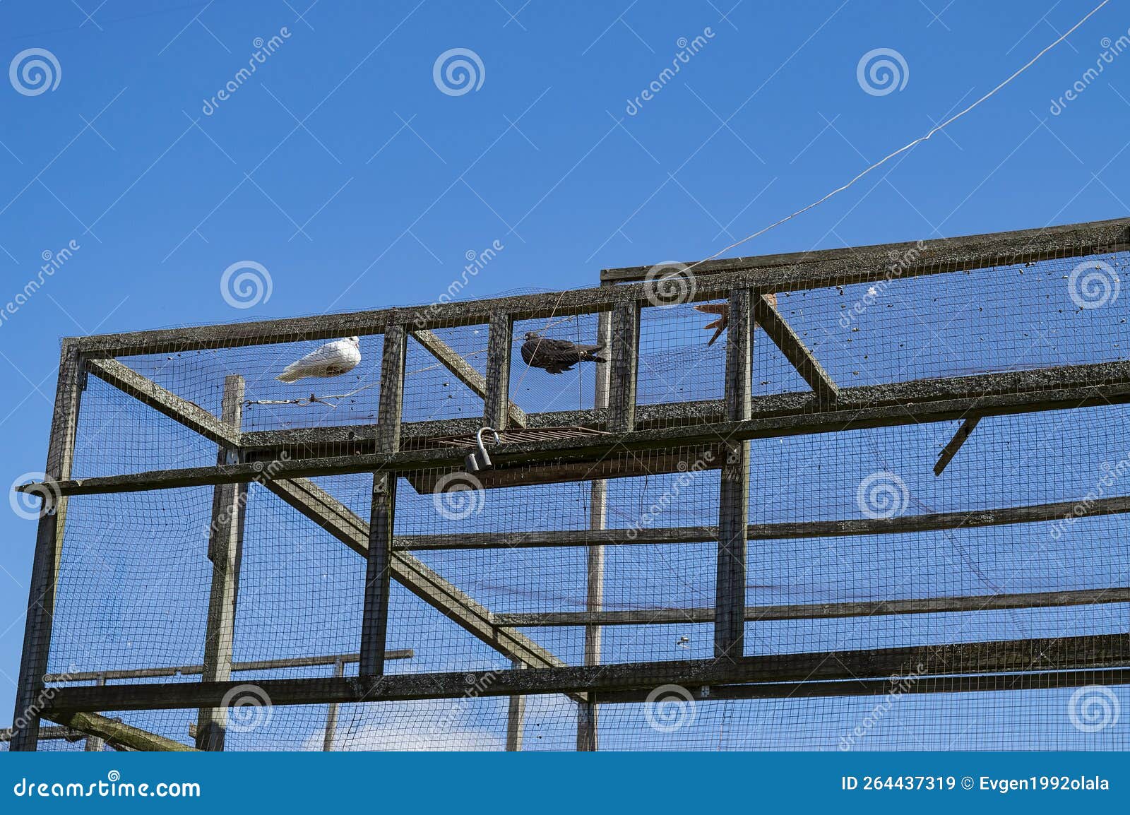 Birds in the Dovecote. 3 Pigeons in a Cage Stock Image Image of