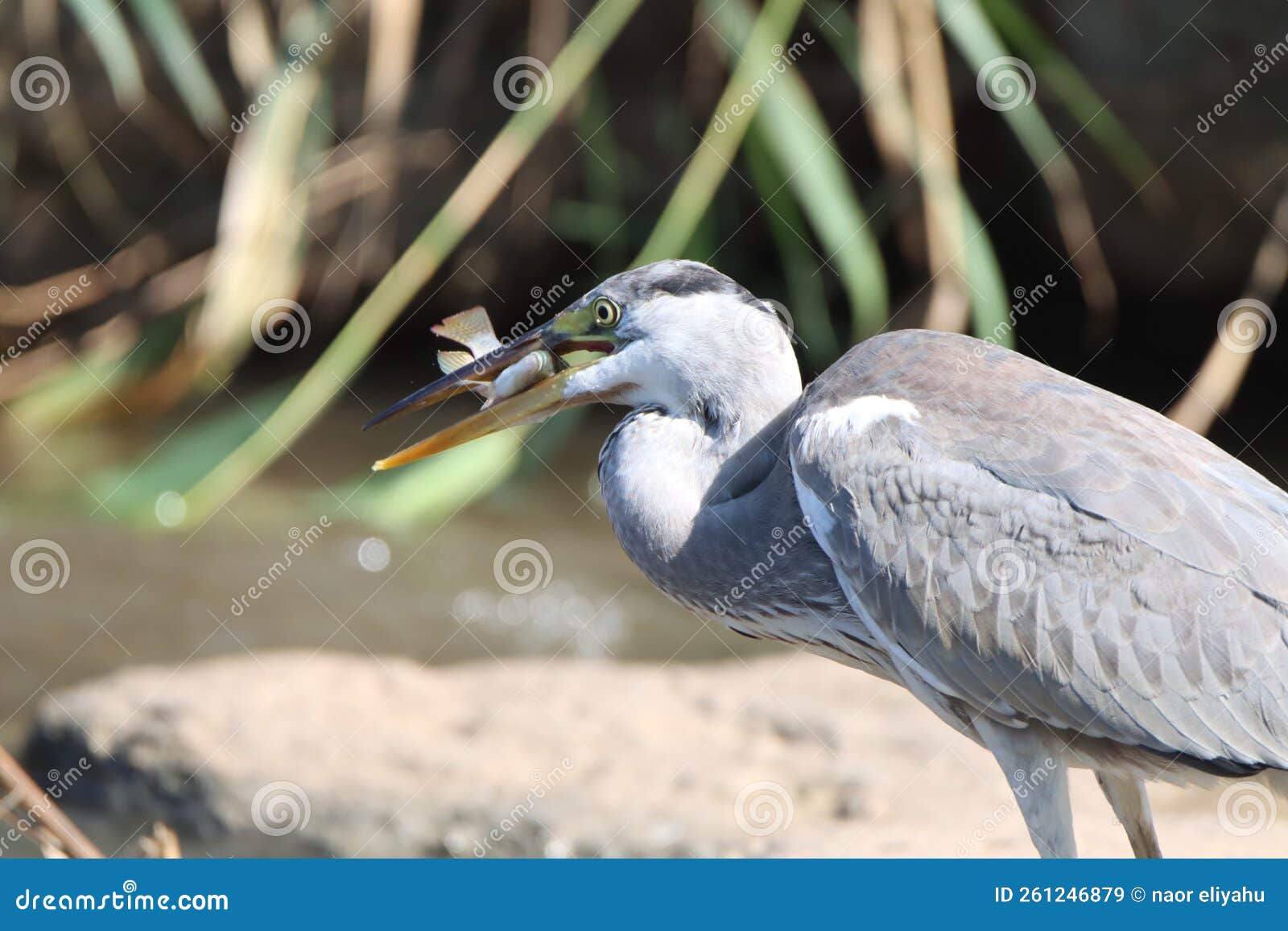 Birds Eat Fish in the River Stock Image Image of kingfisher, looking