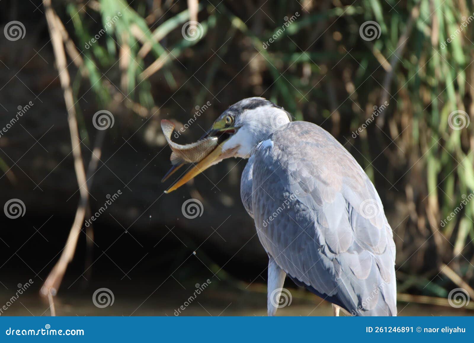 Birds Eat Fish in the River Stock Image Image of birds, kingfisher