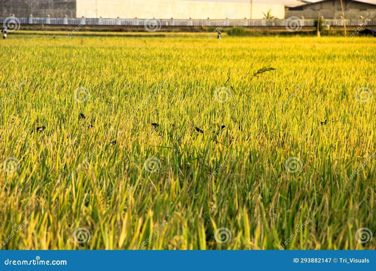Birds Eat Rice in the Fields that Have Turned Yellow Stock Image