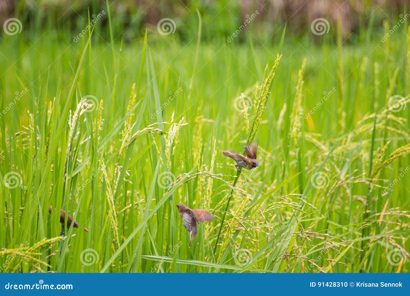 Birds eat in the rice stock photo. Image of sparrow, thailand 91428310