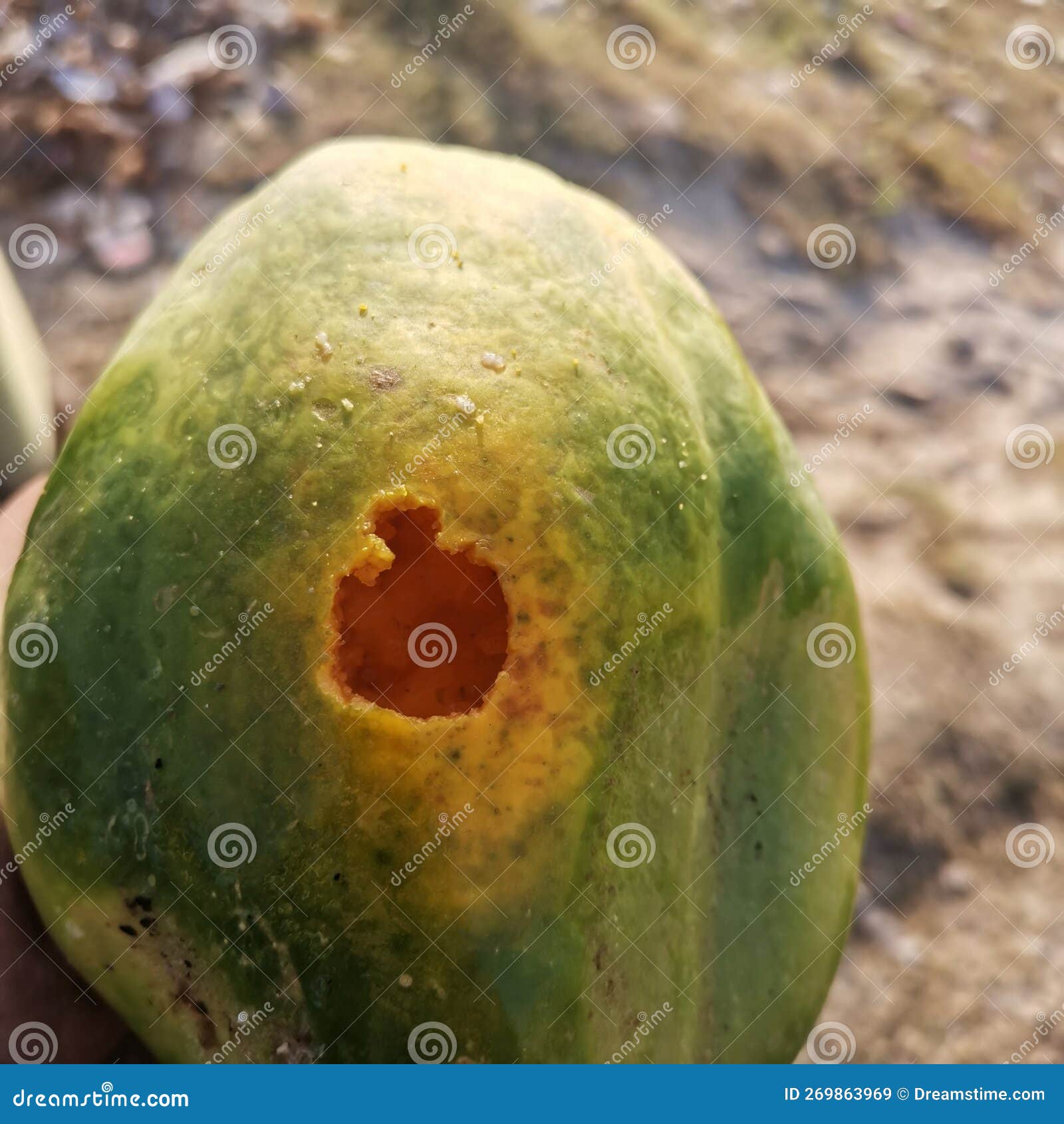 Birds eat ripe papaya stock image. Image of fruit, tree 269863969