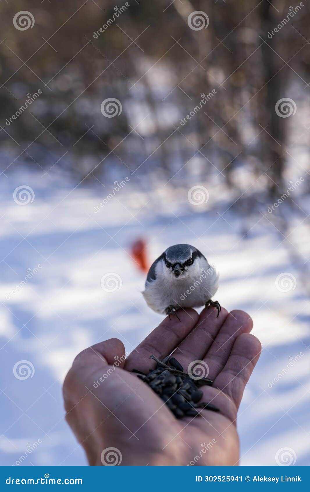 Birds Eat Seeds from a Human Hand Stock Image Image of hand, nature 302525941