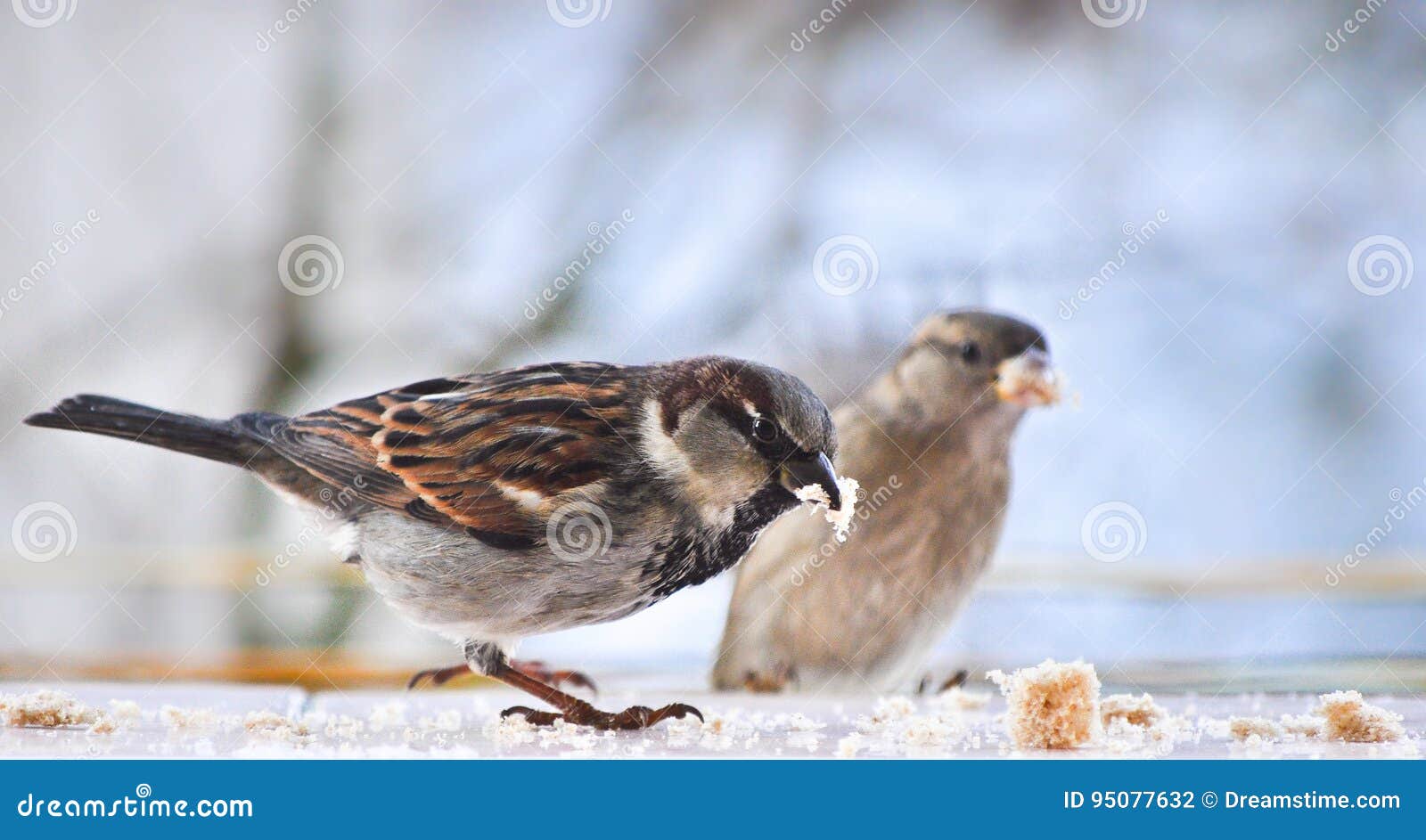Birds eating stock photo. Image of animal, sparrow, birds 95077632