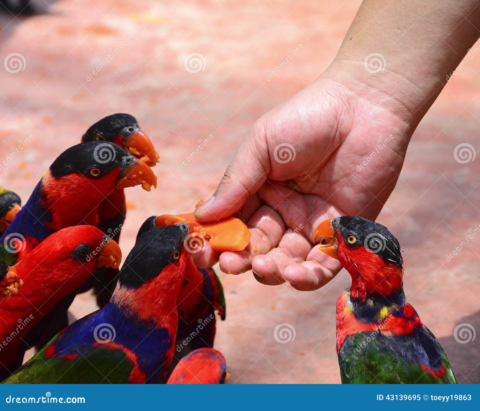 Birds Eating Fruit from Hand Stock Image Image of billed, hand 43139695