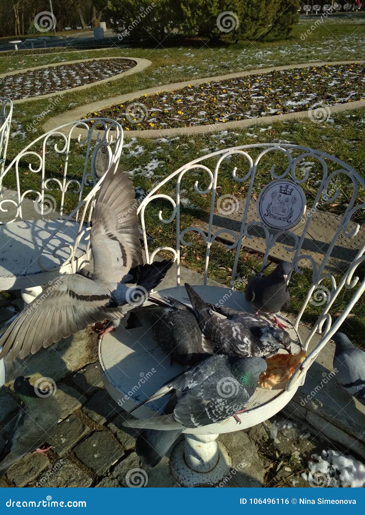 Birds eating stock photo. Image of pizza, birds, eating 106496116