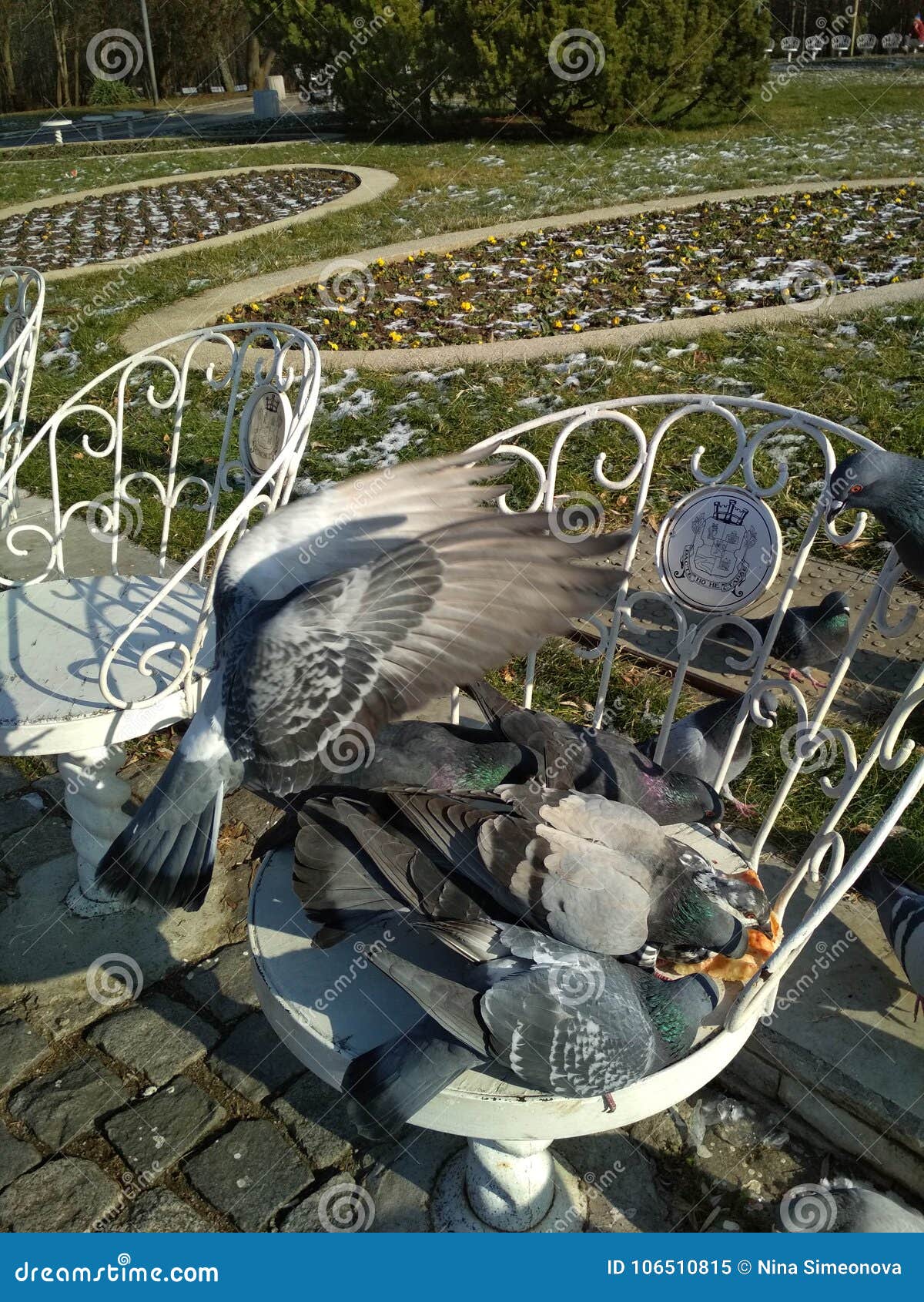 Birds eating pizza stock image. Image of pizza, weather 106510815